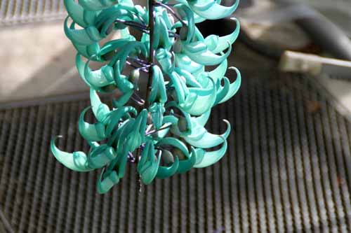 �q�X�C�J�Y���A�炭�₱�̉Ԋ�