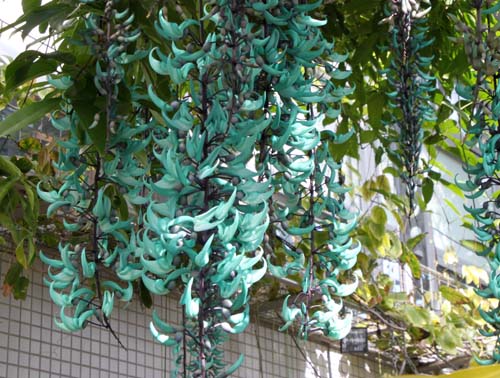 �q�X�C�J�Y���A�炭�₱�̉Ԋ�