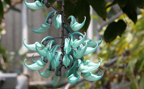 �q�X�C�J�Y���A�炭�₱�̉Ԋ�