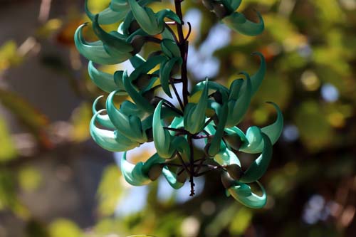 �q�X�C�J�Y���A�炭�₱�̉Ԋ�