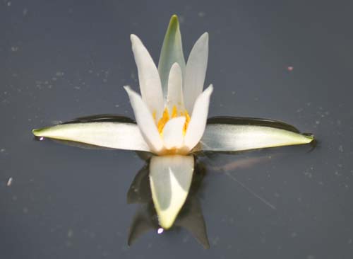 �q�c�W�O�T�A�炭�₱�̉Ԋ�