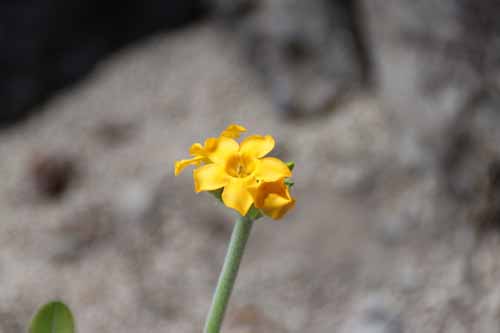 �z�����x�C�Z�i�ł̏����̋ʋ��j�A�炭�₱�̉Ԋ�