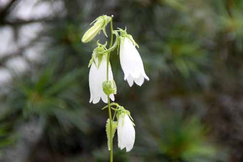 �z�^���u�N���A�炭�₱�̉Ԋ�