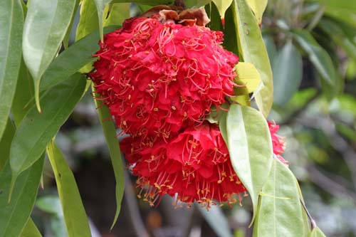 �z�E�J���{�N �炭�₱�̉Ԋ�