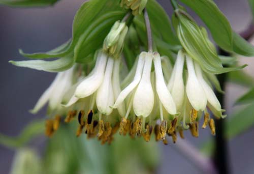 �z�E�`���N�\�E�A�炭�₱�̉Ԋ�