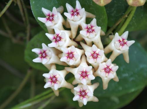 �z���E�~�g���^�A�炭�₱�̉Ԋ�