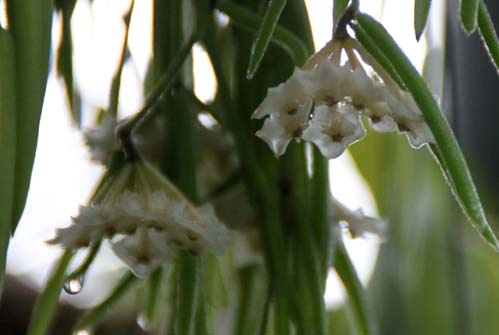 �z���E���l�A���X�A�炭�₱�̉Ԋ�