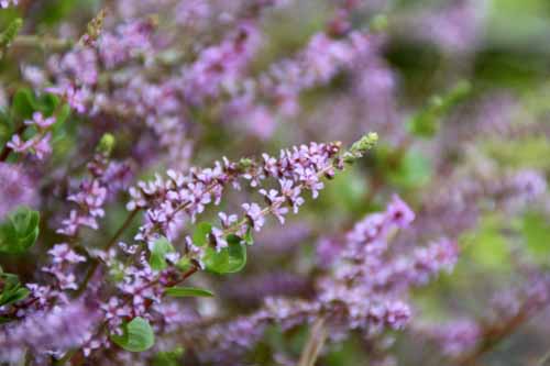 �z�U�L�L�J�V�O�T �炭�₱�̉Ԋ�