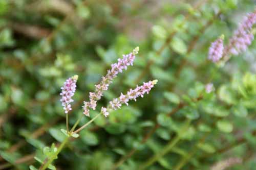 �z�U�L�L�J�V�O�T �炭�₱�̉Ԋ�