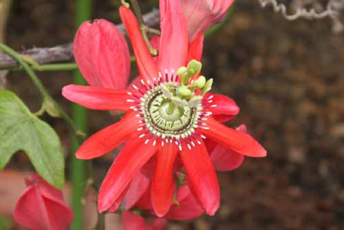 �z�U�L�m�g�P�C�\�E�A�炭�₱�̉Ԋ�