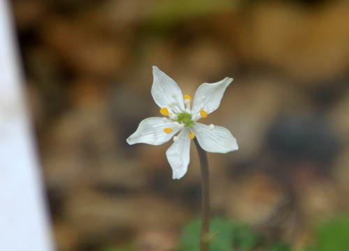 �q���K�I�E�����A�炭�₱�̉Ԋ�