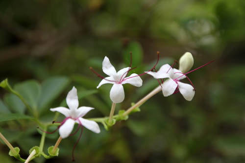 �C�{�^�N�T�M�A�炭�₱�̉Ԋ�