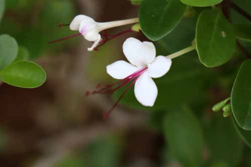 �C�{�^�N�T�M�A�炭�₱�̉Ԋ�