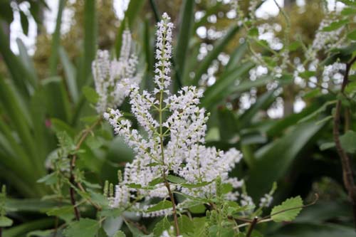 �C�{�U�E���o�C�A�A�炭�₱�̉Ԋ�