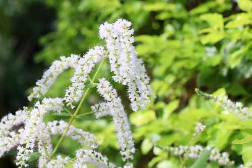 �C�{�U�E���o�C�A�A�炭�₱�̉Ԋ�