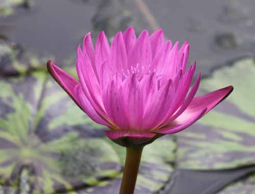 �C�u�����E�����f�B�O�A�炭�₱�̉Ԋ�