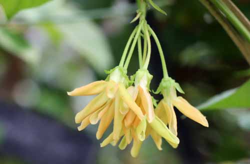 �C�G���C�V�����A�炭�₱�̉Ԋ�