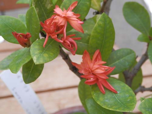 �C�N�\���E�R�N�V�l�A�A�炭�₱�̉Ԋ�