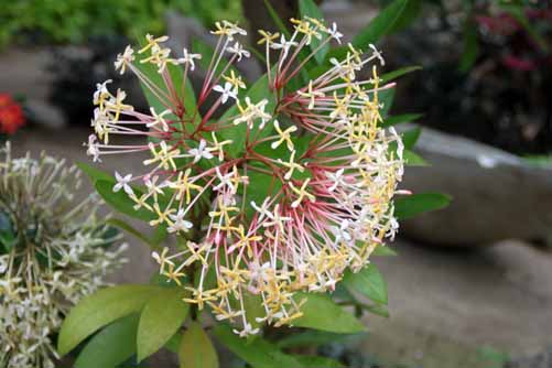 �C�N�\���E�I�h���^�A�炭�₱�̉Ԋ�