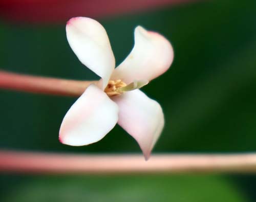 �C�N�\���E�I�h���^�A�炭�₱�̉Ԋ�