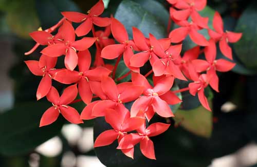 �C�N�\���A�炭�₱�̉Ԋ�