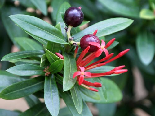 �C�N�\���A�炭�₱�̉Ԋ�