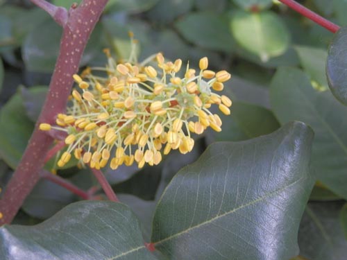 �C�i�S�}���A�炭�₱�̉Ԋ�