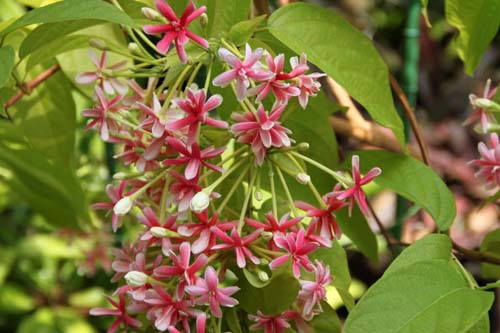 �C���h�V�N�V���A�炭�₱�̉ԊقŎB�e