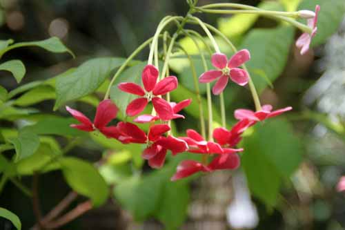 �C���h�V�N�V���A�炭�₱�̉ԊقŎB�e