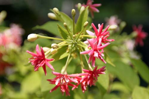 �C���h�V�N�V���A�炭�₱�̉ԊقŎB�e