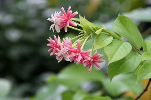 �C���h�V�N�V���A�炭�₱�̉ԊقŎB�e