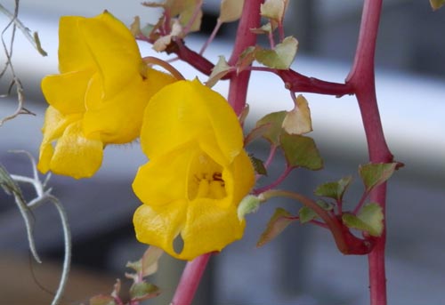 �C���p�`�F���X�E���y���X�A�炭�₱�̉Ԋ�