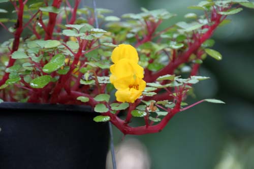 �C���p�`�F���X�E���y���X�A�炭�₱�̉Ԋ�