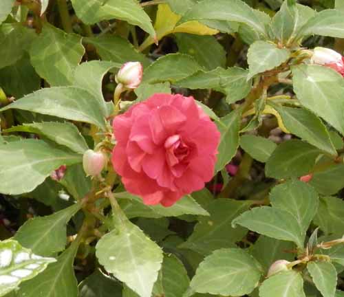 �C���p�`�F���X�A�炭�₱�̉Ԋ�