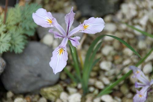 �C���X�E�e�i�b�N�X�A�炭�₱�̉ԊقŎB�e