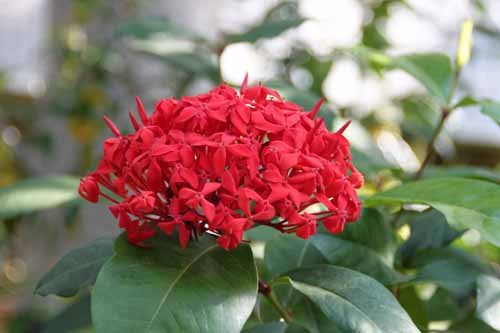 �C�\�N���E�X�[�p�[�L���O�A�炭�₱�̉Ԋ�