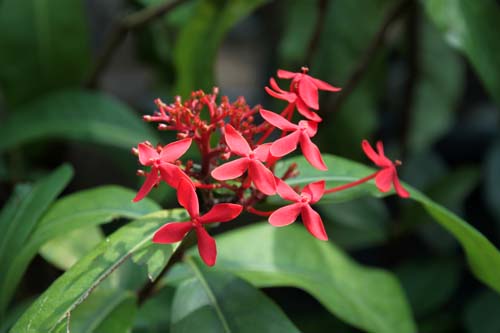 �C�\�N���E�X�[�p�[�L���O�A�炭�₱�̉Ԋ�