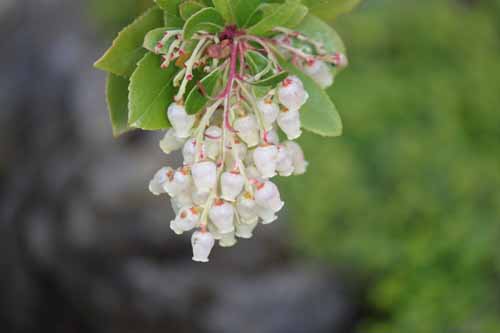 �C�`�S�m�L�A�炭�₱�̉Ԋ�