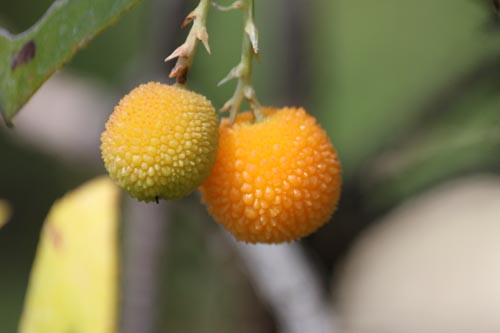 �C�`�S�m�L�A�炭�₱�̉Ԋ�