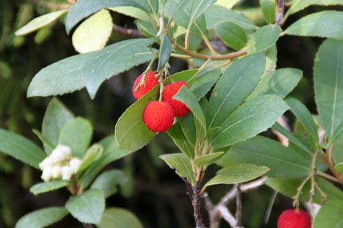 �C�`�S�m�L�A�炭�₱�̉Ԋ�