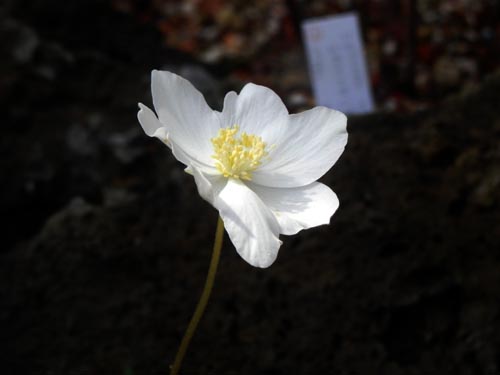 �C�`�����\�E�A�炭�₱�̉Ԋ�