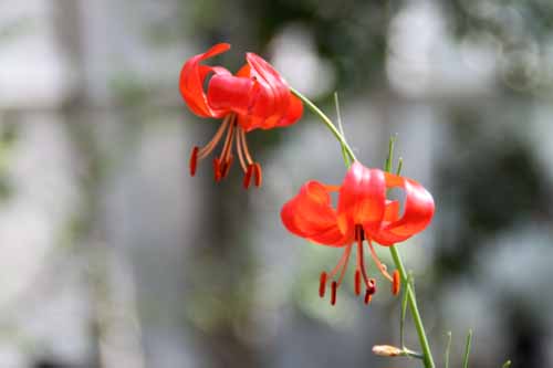 �C�g�n�����A�炭�₱�̉Ԋ�