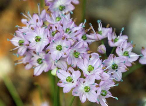 �C�g���b�L���E�A�炭�₱�̉Ԋ�