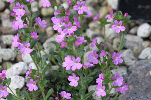 �C���J���N�T�A�炭�₱�̉Ԋ�