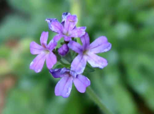 �C���J���N�T�A�炭�₱�̉Ԋ�