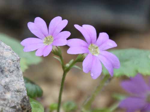 �C���U�N���A�炭�₱�̉Ԋ�