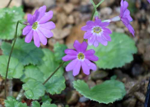 �C���U�N���A�炭�₱�̉Ԋ�