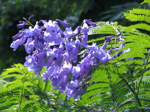 �W���J�����_�A�炭�₱�̉Ԋ�