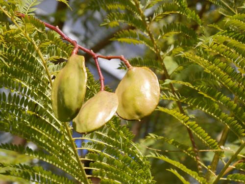 �W���J�����_�A�炭�₱�̉Ԋ�