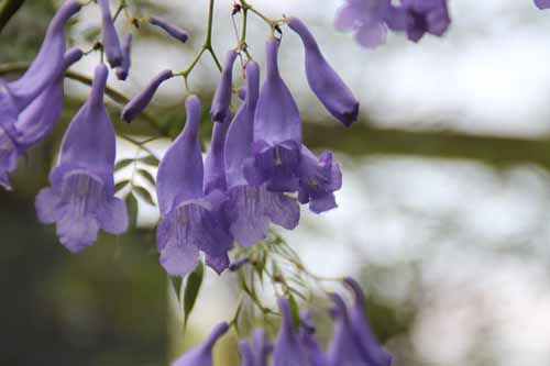 �W���J�����_�A�炭�₱�̉Ԋ�